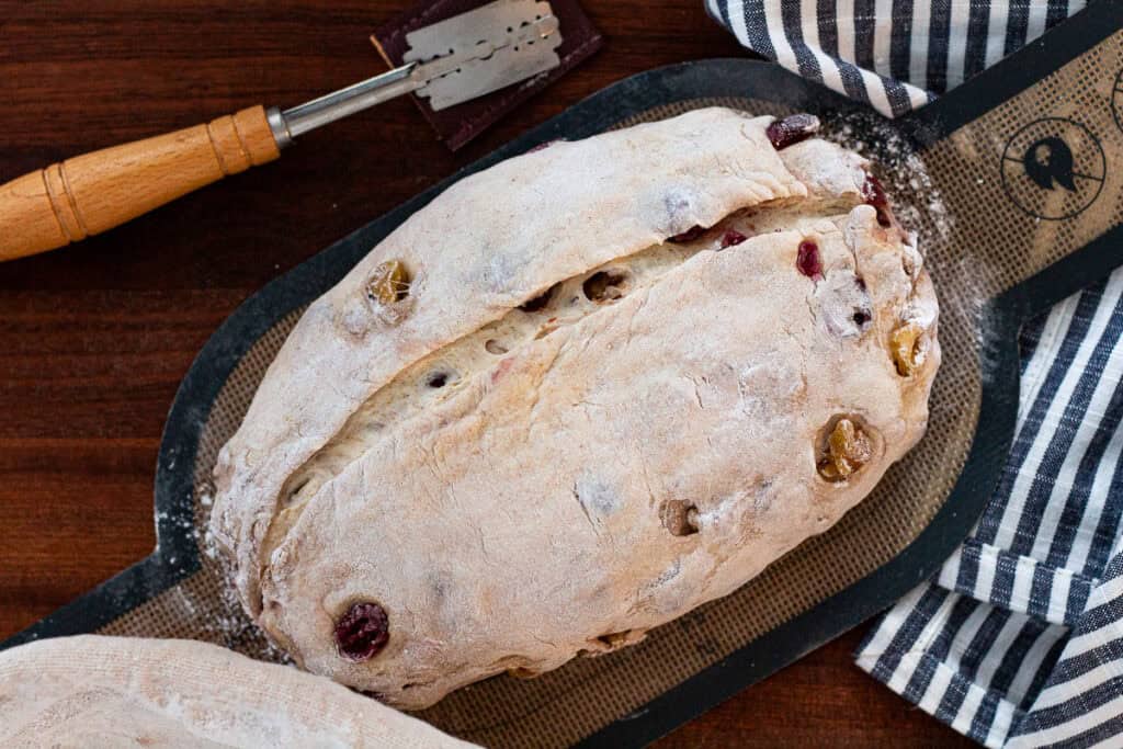 Cranberry walnut dough scored and ready to bake on a bread sling.
