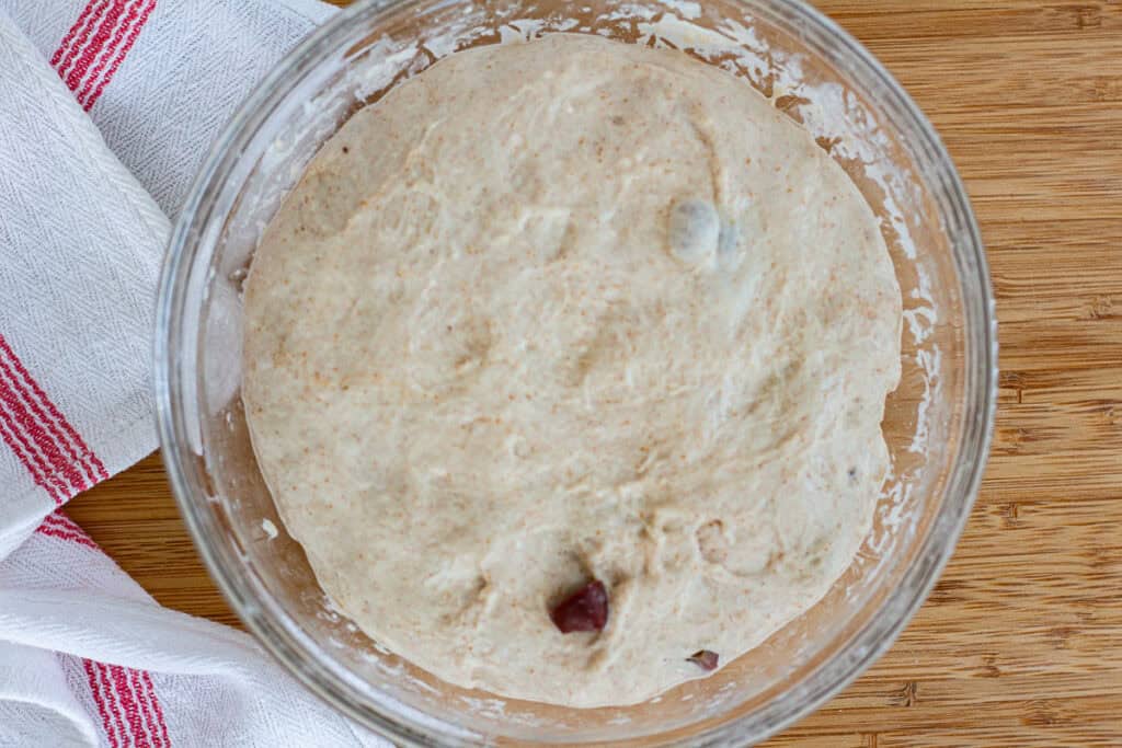Olive sourdough dough risen about 70 percent and ready for preshaping
