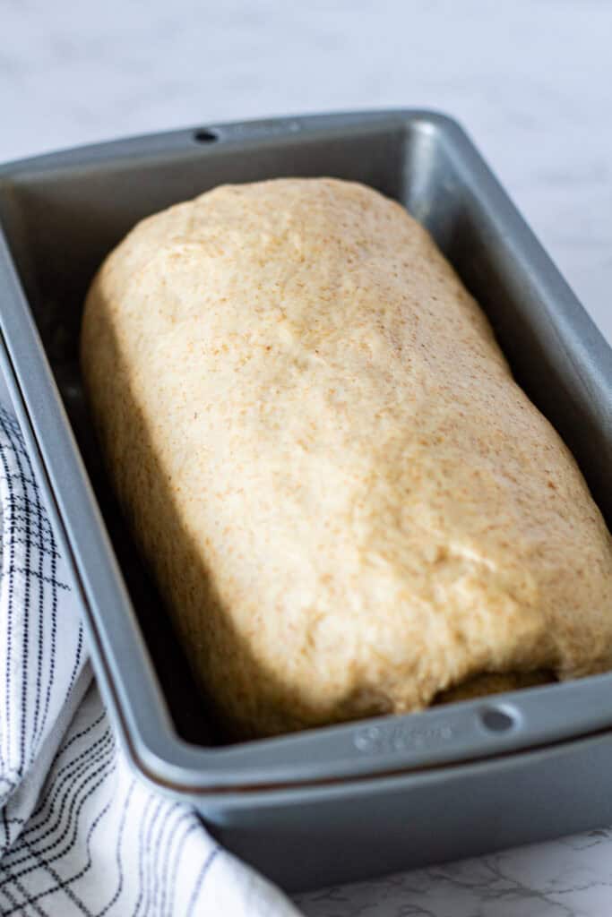 Honey wheat sandwich bread dough risen in a loaf pan and ready to bake